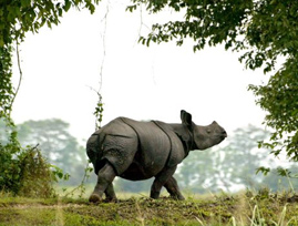 kaziranga tour package from kolkata