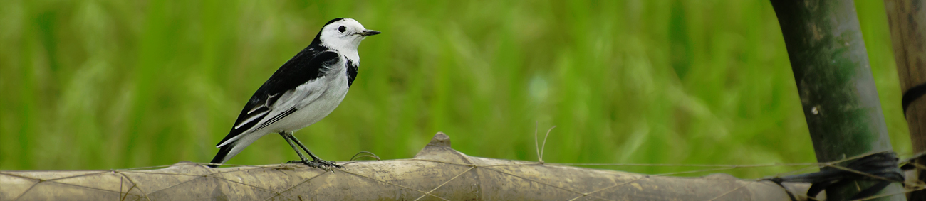 kaziranga-national-park