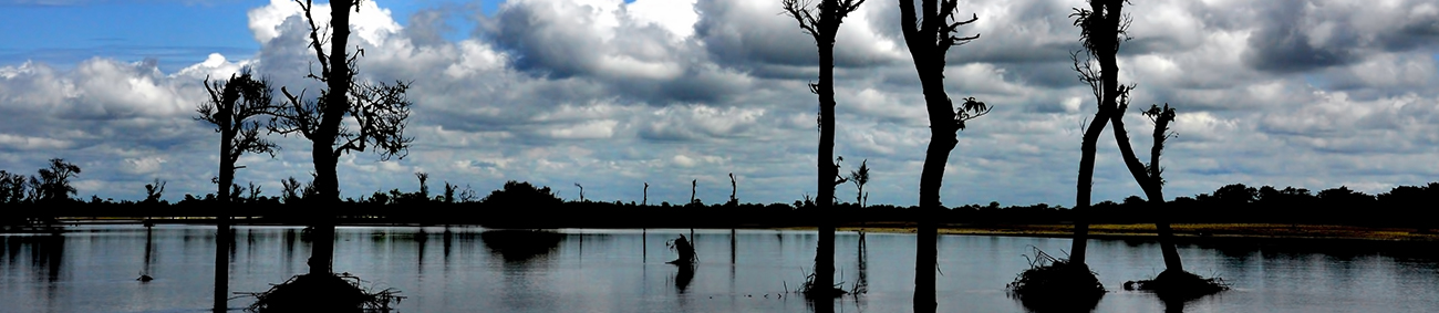 kaziranga-national-park