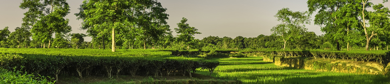 kaziranga-national-park