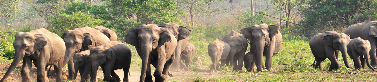 kaziranga-national-park