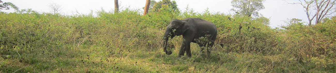 kaziranga-national-park