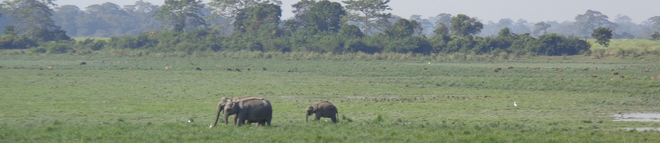 kaziranga-national-park