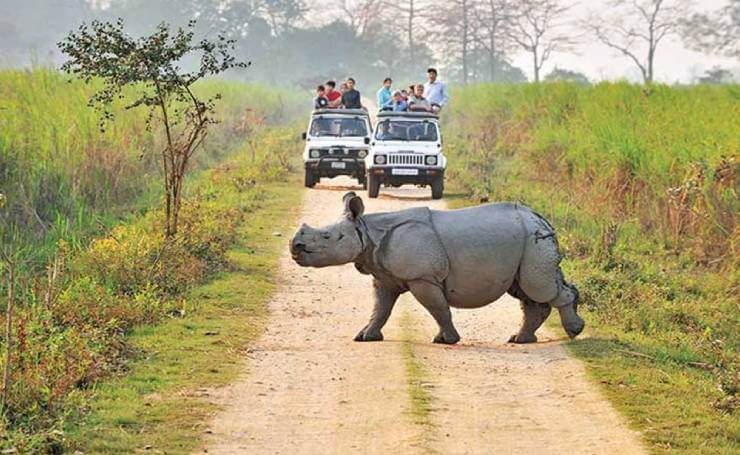 Kaziranga Safari